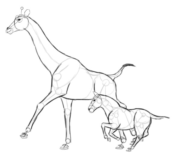 600x518 How To Draw Animals Zebras And Giraffes
