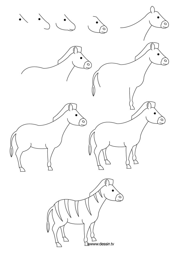736x1040 How To Draw A Zebra Zebra Drawings, Draw Animals