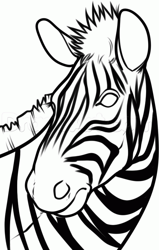 543x852 How To Draw A Zebra Head, Step By Step, Great Plain Animals
