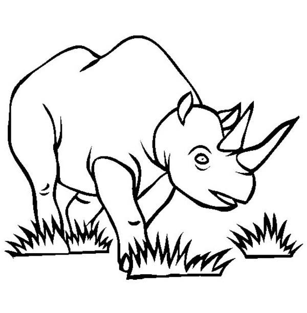 600x612 Rhino Eat Grass Coloring Pages Batch Coloring