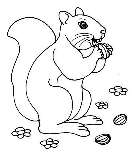 464x545 Coloring Squirrel Eat Nut Picture