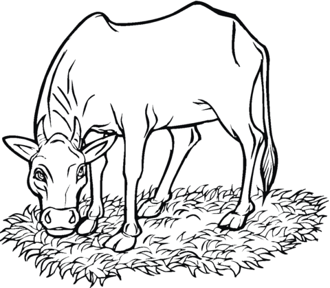 480x419 Cow Eating Grass Coloring Page Free Printable Coloring Pages