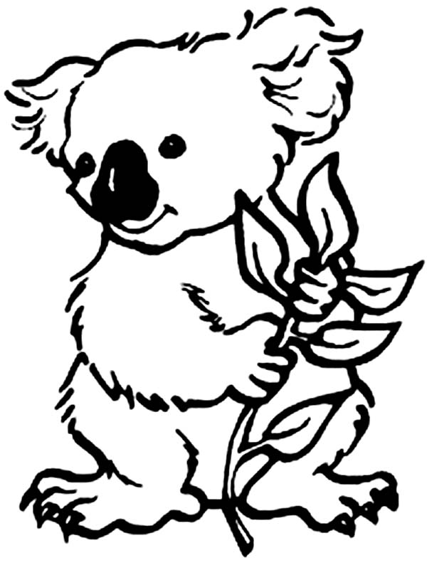 600x801 Koala Bear Eating Eucalyptus Coloring Page Color Luna