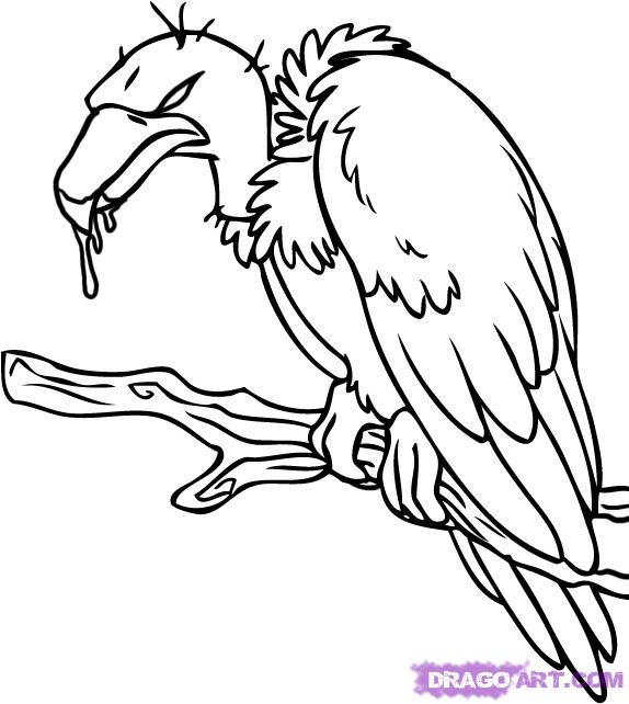 574x642 Vulture Clipart Sketch