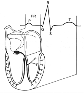 288x318 Medical Lecture Notes Online Ecg 1 Basics
