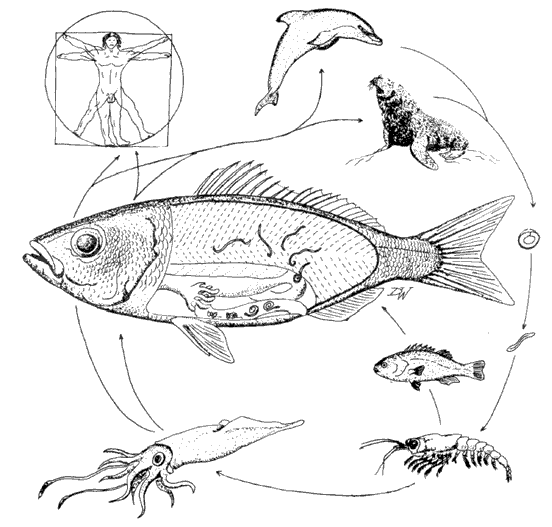 552x527 Ecosystem Relationships