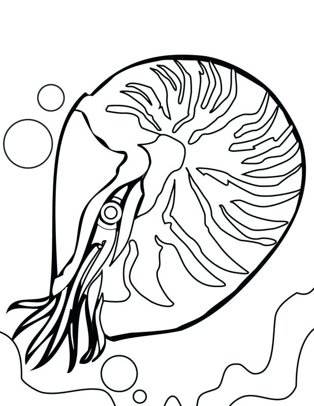 618x799 Coral Reef Coloring Pages Coral Reef Coloring Page Ocean Pages