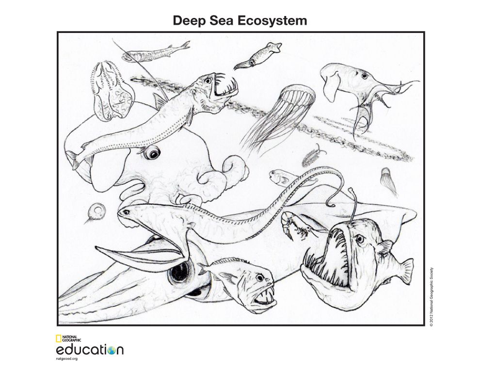 990x765 Deep Sea Ecosystem