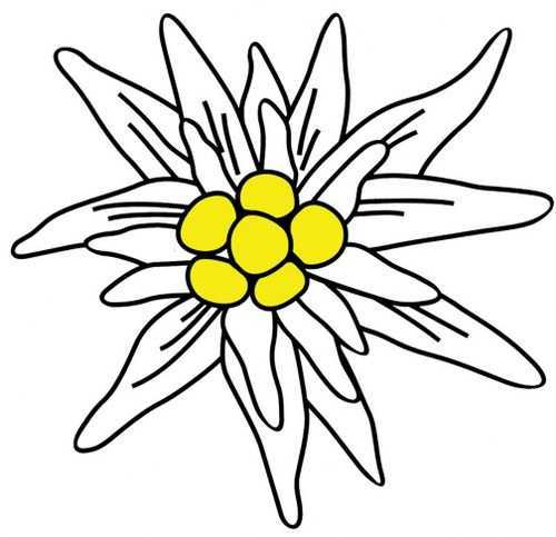 500x483 Edelweiss Decal Decals Esther's European Imports