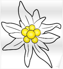 210x230 Edelweiss Drawing Posters Redbubble