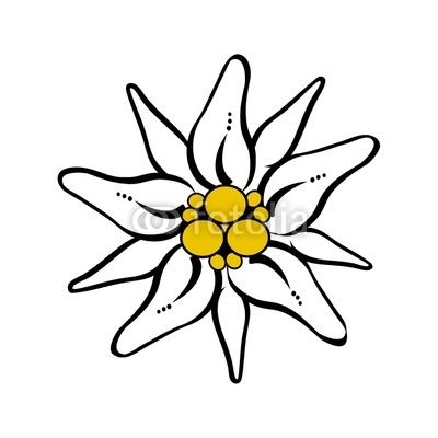 400x400 Edelweiss Flower Drawing Free Vector Download Tattoo Ideas