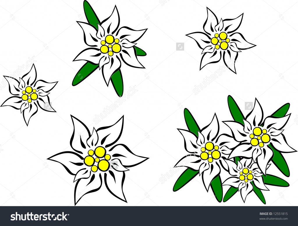 1024x776 Edelweiss Flowers Drawing Edelweiss Flower Drawing Edelweiss