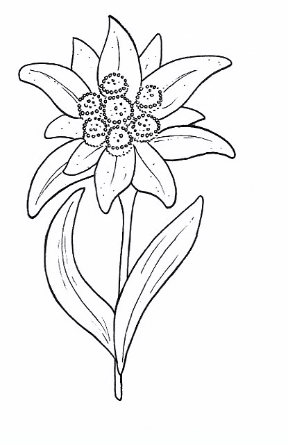 415x639 Edelweiss Flowers Coloring Pages