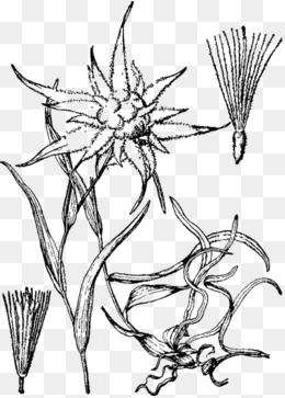 260x363 Edelweiss Png, Vectors, Psd, And Icons For Free Download Pngtree