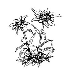 232x248 Edelweiss Stempel 286g