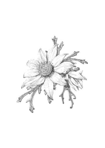 363x513 Actinotus Helianthi