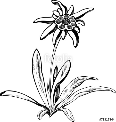 478x500 Edelweiss Flower With Leaves. Vector Tattoo Illustration Stock