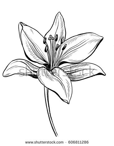 367x470 Drawn Flower Lily