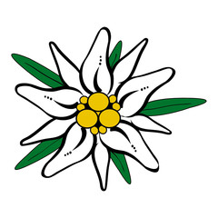 Edelweiss Flower Drawing at GetDrawings | Free download