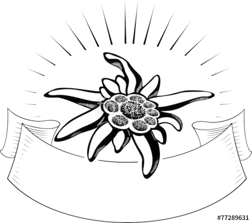 500x442 Edelweiss Flower, With Banner. Vector Tattoo Illustration Stock