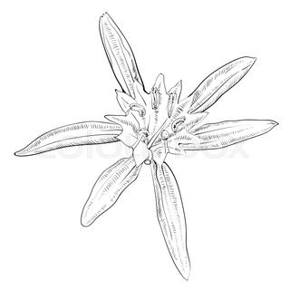 320x320 Hand Drawing Poppy Flower, Simple Line Art Illustration. Stock