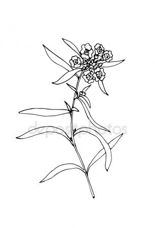 306x450 Sketch Cornflower Illustration Stock Vector Ausheka9