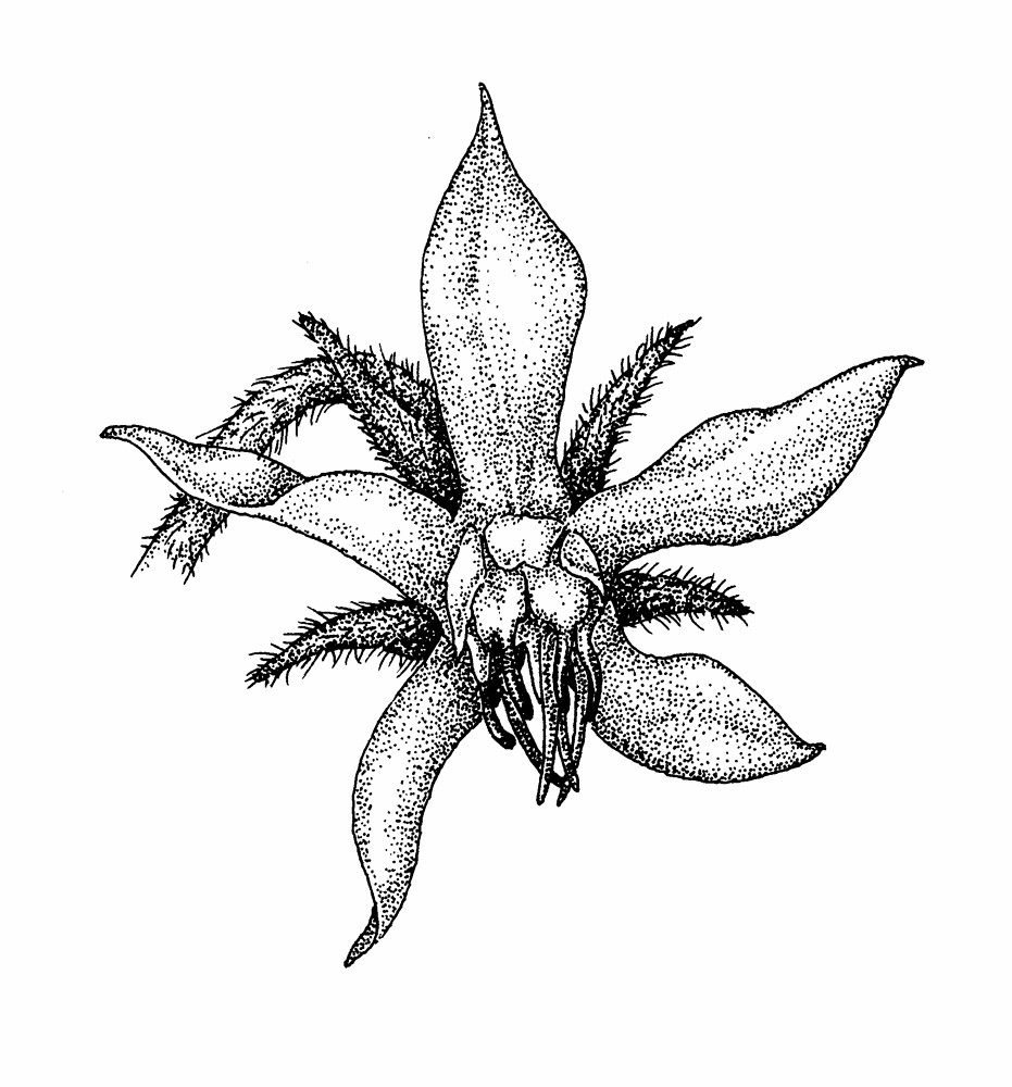 931x1000 Borago Officinalis (Borage) Go Botany