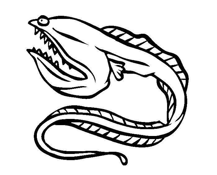 Eel Drawing