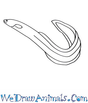 300x350 How To Draw An American Eel
