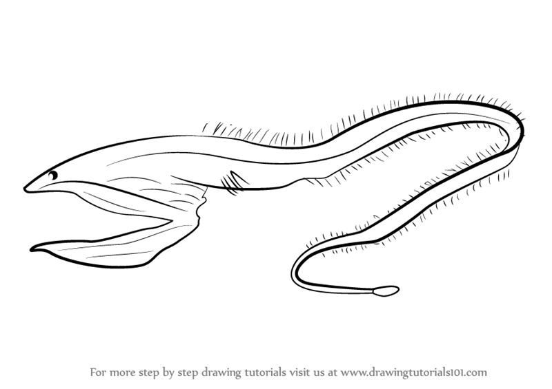 800x565 Learn How To Draw A Pelican Eel (Fishes) Step By Step Drawing