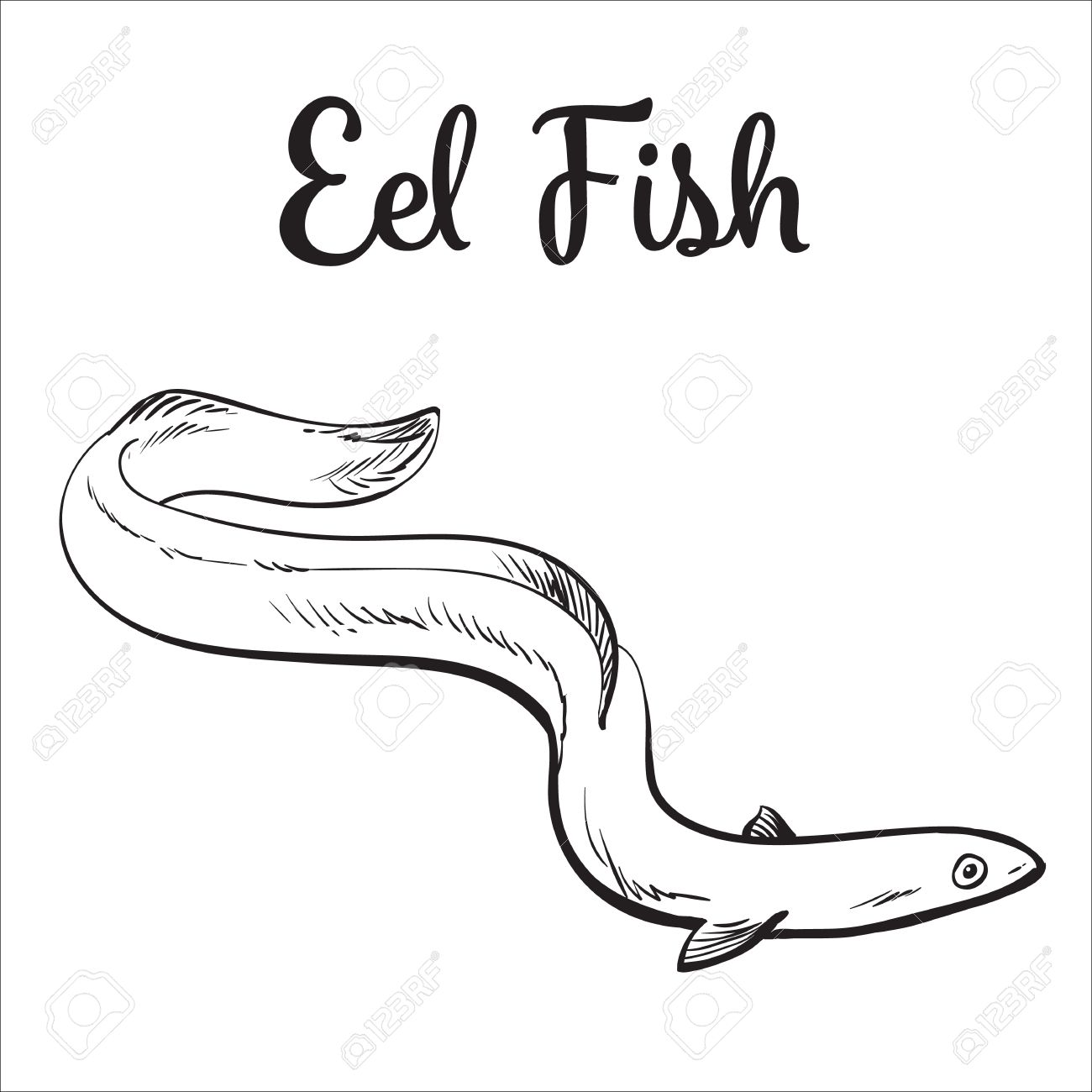 1300x1300 Live Eel Fish, Sketch Style Vector Illustration Isolated On White