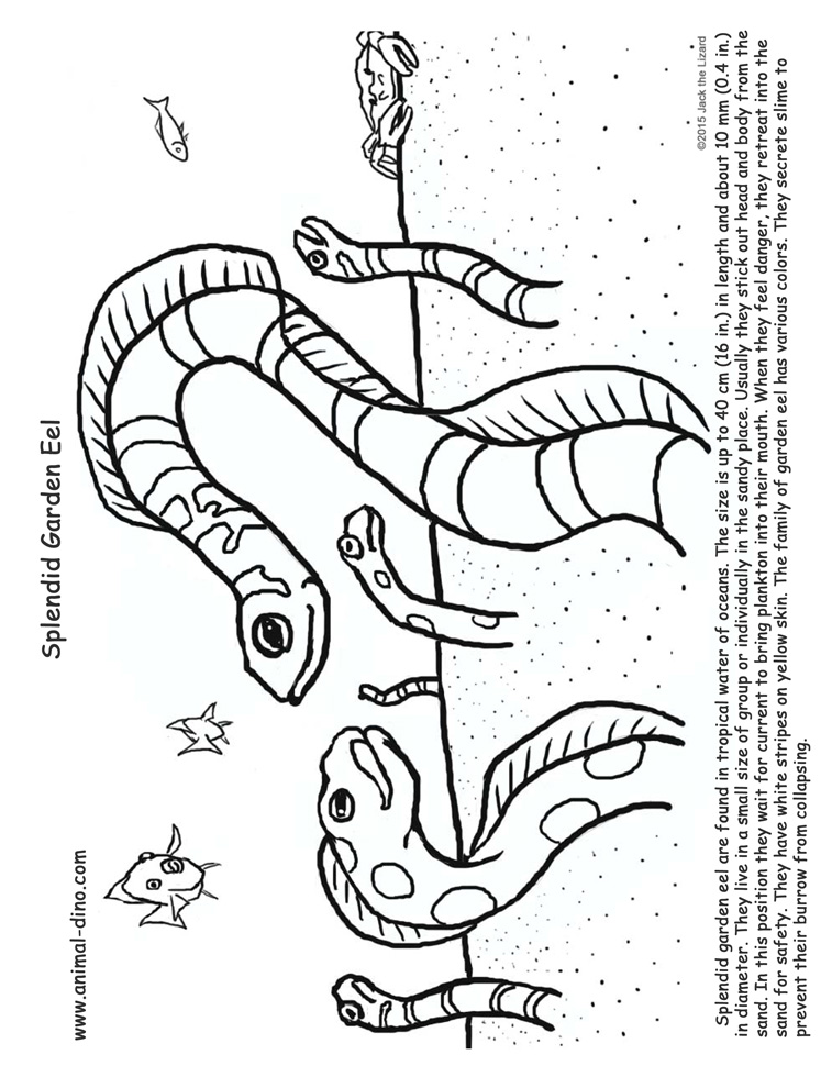 757x980 Animal Coloring Page (Splendid Garden Eel) Print Size