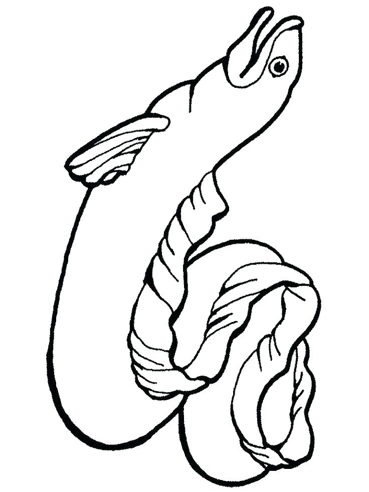 736x981 Eel Coloring Page Synthesis.site