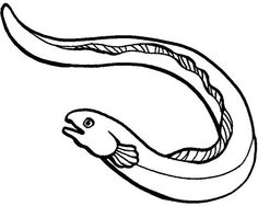 236x188 Electric Eel