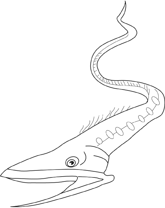 540x681 Eel Coloring Pages