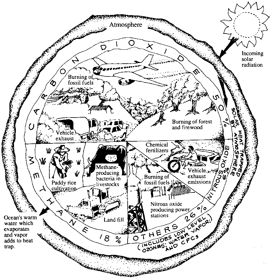 893x913 How Deforestation Contributes To The Greenhouse Effect