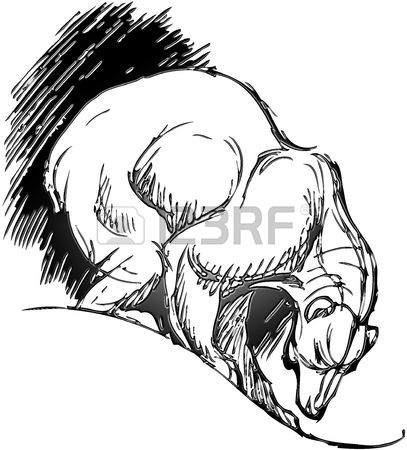 407x450 Simple Drawing Of A Bear With Vector Effect Stock Photo, Picture