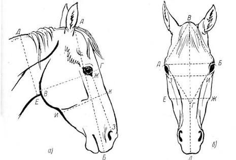 465x316 Image Result For Horse Head Proportions Linnut