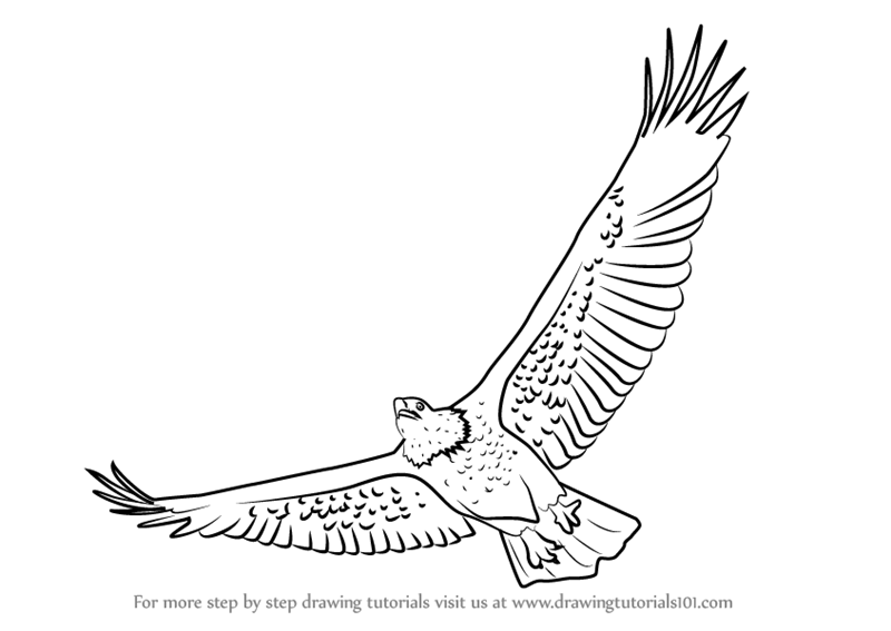 800x567 Learn How To Draw A Bald Eagle Flying (Bird Of Prey) Step By Step