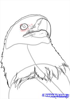 236x333 How To Draw An Eagle Head Step 7 Jolexy Looming