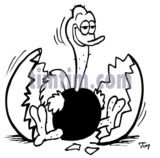 559x551 Free Drawing Of Ostrich Egg Baby Bw From The Category Wild