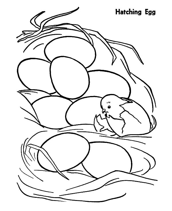 600x734 Chicken Egg Netart