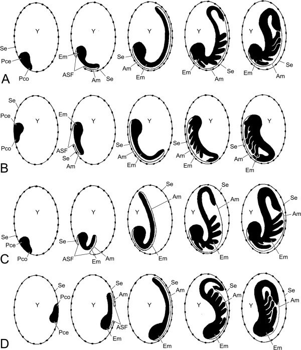 600x699 Eggs And Larva Of Zorotypus Caudelli. A Cross Section Of An Egg
