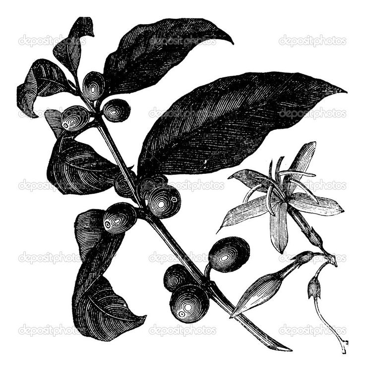 736x749 Coffee Plant Clipart Eggplant