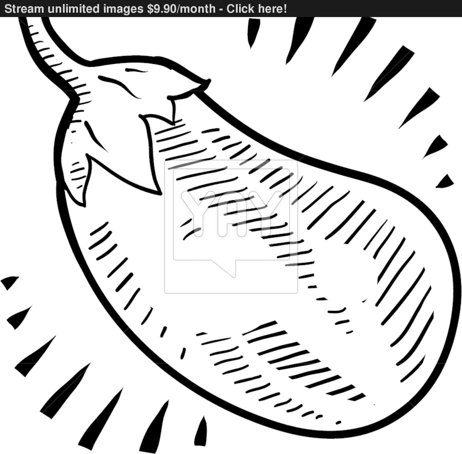 1600x1571 Eggplant Sketch Vector