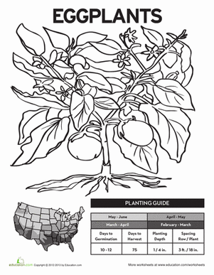 301x387 Planting Eggplants! Worksheet