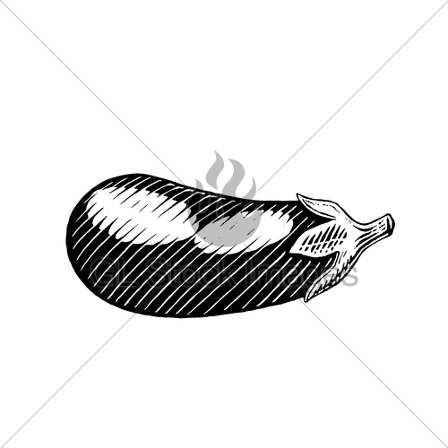 500x500 Vectorized Ink Sketch Of An Eggplant Gl Stock Images