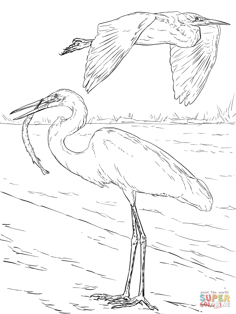 900x1200 Egrets Coloring Pages Free Coloring Pages