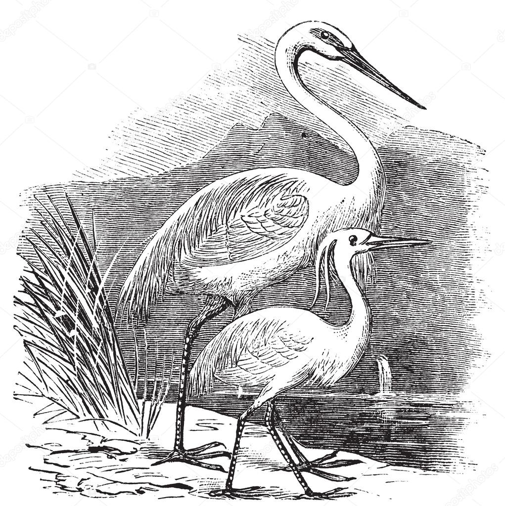 Egret Drawing at GetDrawings | Free download