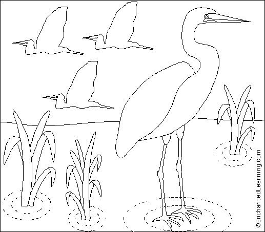 517x453 Great Egret Coloringwriting Printout